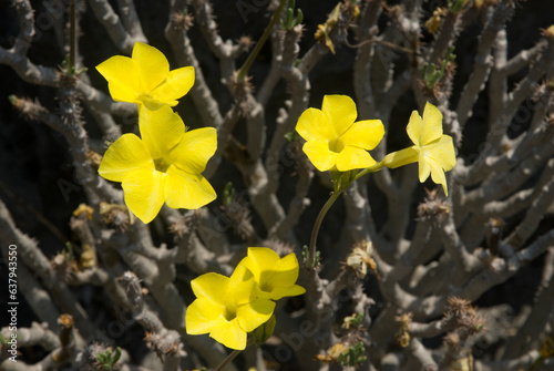 Pachypodium rosulatum, Pachypodium, Parc national des Tsingy du massif du Bemaraha, Patrimoine mondial de l'UNESCO, Madagascar photo