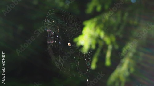 A web with a spider gently wavering from a wind on a sunny day in a shady forest