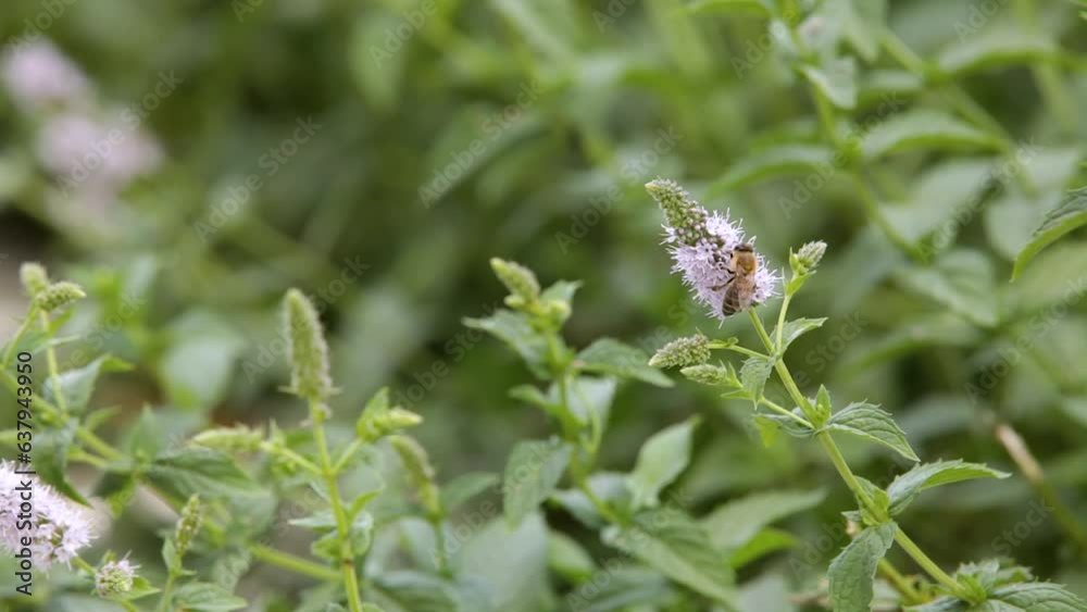 Honey Bee feeding on nectar of peppermint flower. Close-up. Honey Bee feeding on nectar of peppermint flower. Close-up.