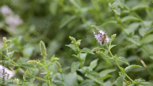 Honey Bee feeding on nectar of peppermint flower. Close-up.