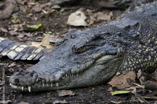 The thai crocodile rest on the garden