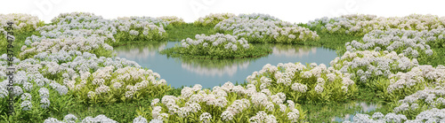 Фотография Field of white flower on the lagoon,  Flowres on the garden in springtime with i
