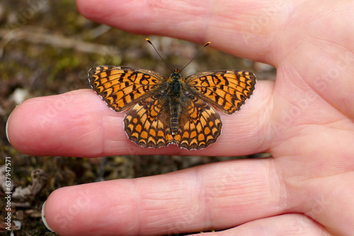 Provencal Fritillary Butterfly (Melitaea deione) found in the Dordogne, France, resting on a finger
 photo
