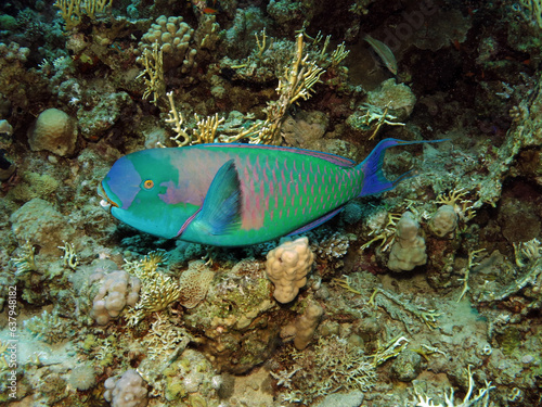Red Sea steephead parrotfish Chlorurus gibbus   photo