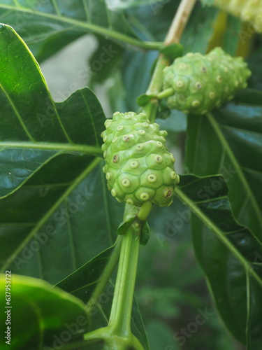 Quadro su tela Morinda citrifolia or Noni fruit on tree nice country food Local style with high