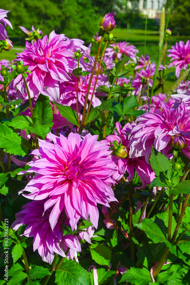The dahlia (name, Babylon Rose) in the dahlia garden Baden Baden near the lichtentaler alley. Baden-Baden, Baden Württemberg, Germany The dahlia (name, Babylon Rose) in the dahlia garden Baden Baden near the lichtentaler alley. Baden-Baden, Baden Württemberg, Germany