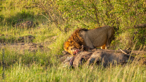 Male lion ( Panthera Leo Leo) with kill, lion eating eland, Mara Naboisho Conservancy, Kenya. © Gunter