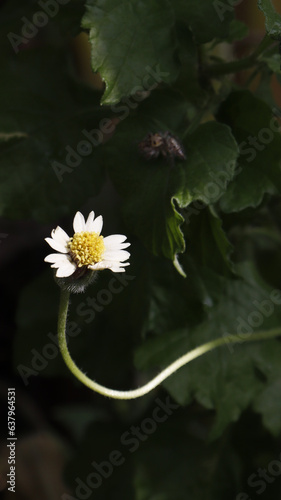 white flower