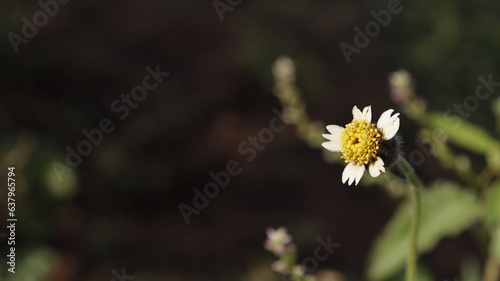 yellow flower