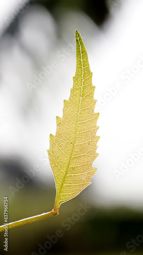 leaf