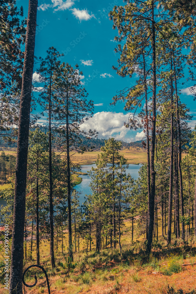 forest with lake in the middle of the mountains forest with lake in the middle of the mountains