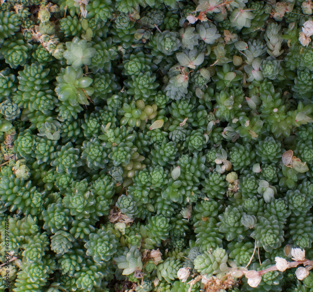 Beautiful close-up of sedum compactum Beautiful close-up of sedum compactum