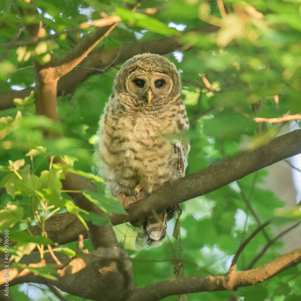 Obraz premium Barred Owl Owlet in the Early Morning Sun at Dyke Marsh