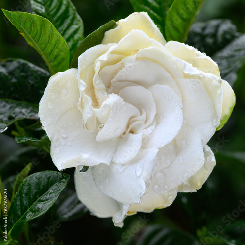 Cape Jasmine Bloom in the Rain