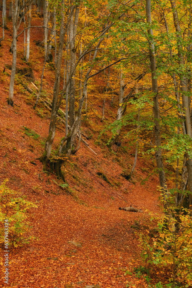 Fototapeta premium Autumn Serenity: Majestic Beech Forest Amidst Mountainous Terrain