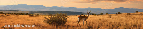 A Banner Photo of an Antelope in Nature