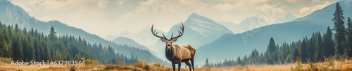 A Banner Photo of an Elk in Nature