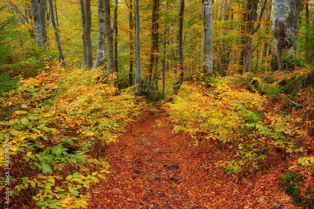 Autumn Serenity: Majestic Beech Forest Amidst Mountainous Terrain