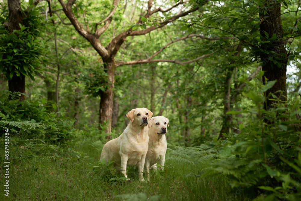 two fawn labradors retrievers in the forest. Dogs stands on background of greenery . Pet travel in nature two fawn labradors retrievers in the forest. Dogs stands on background of greenery . Pet travel in nature