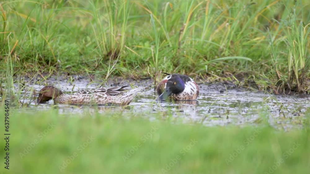 Northern shoveler (Spatula clypeata), Foraging in a wet meadow, Hude, Lower Saxony, Germany, Europe Northern shoveler (Spatula clypeata), Foraging in a wet meadow, Hude, Lower Saxony, Germany, Europe