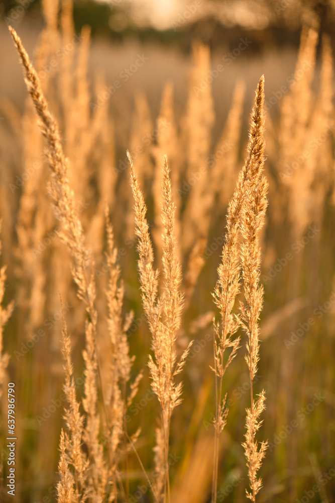 Fototapeta premium Golden Whispers: Fluffy Grass Tufts Bathed in Contrasting Sunset Light