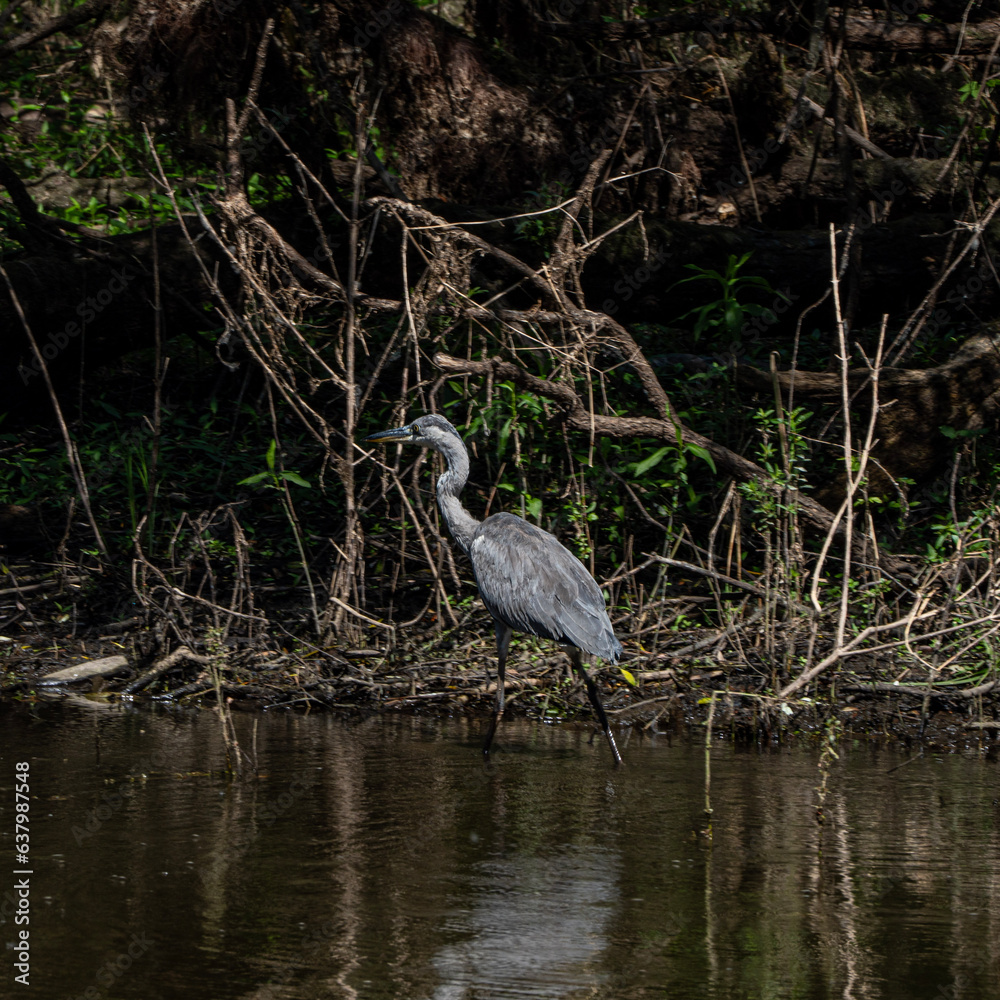 Great blue heron