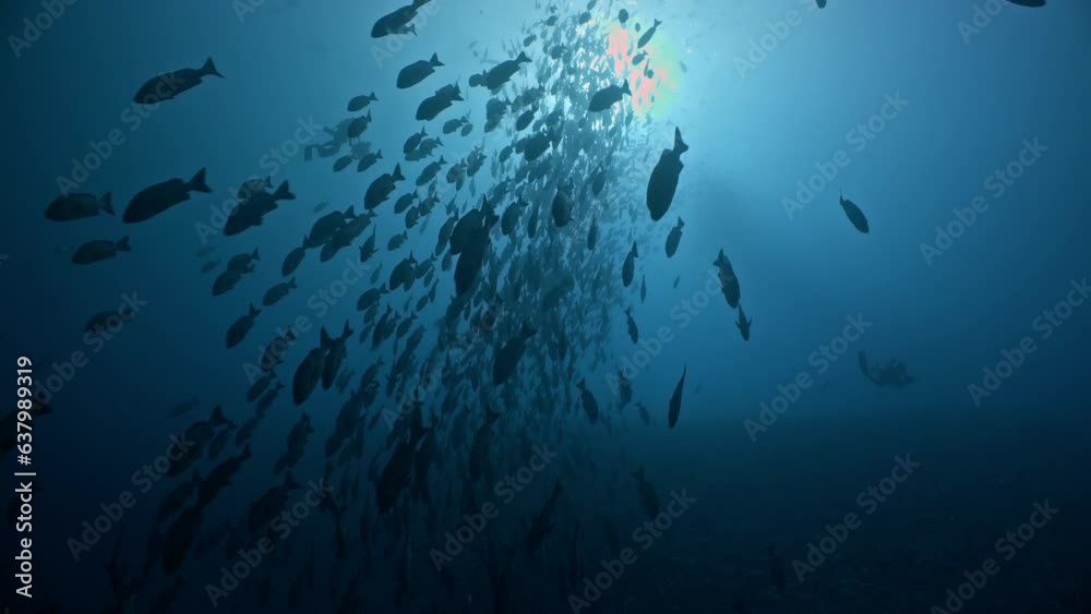 Huge silhouetted school of fish swim down towards camera from sun Huge silhouetted school of fish swim down towards camera from sun