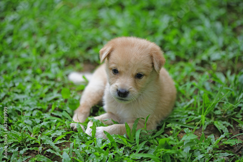 Adorable, Cute light brown colored puppy lying on the grass while playing in the garden -captured at Galle Sri Lanka.