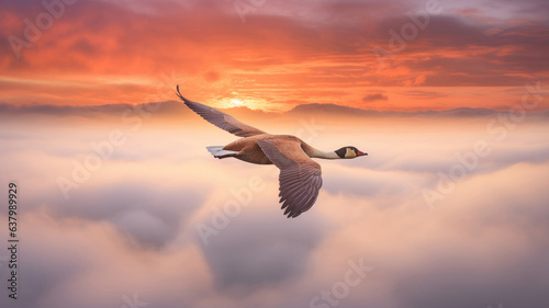 Flying goose above the clouds at sunset in warm colors © Artemiy