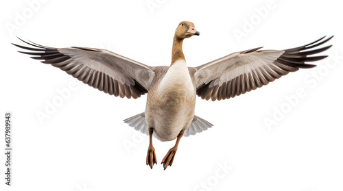 A flying goose isolated on a white background © Artemiy