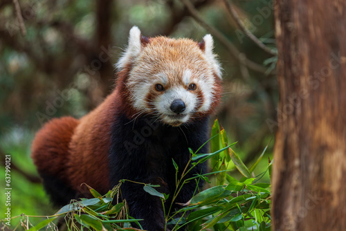 Portrait ofbRed Panda eating bamboo leaves
