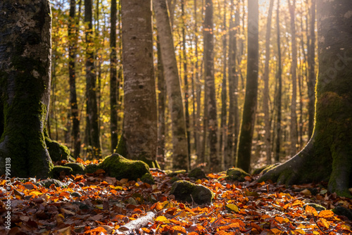 La Fageda d´en Jorda, beech forest during autumn in the province of Girona in Catalonia Spain
