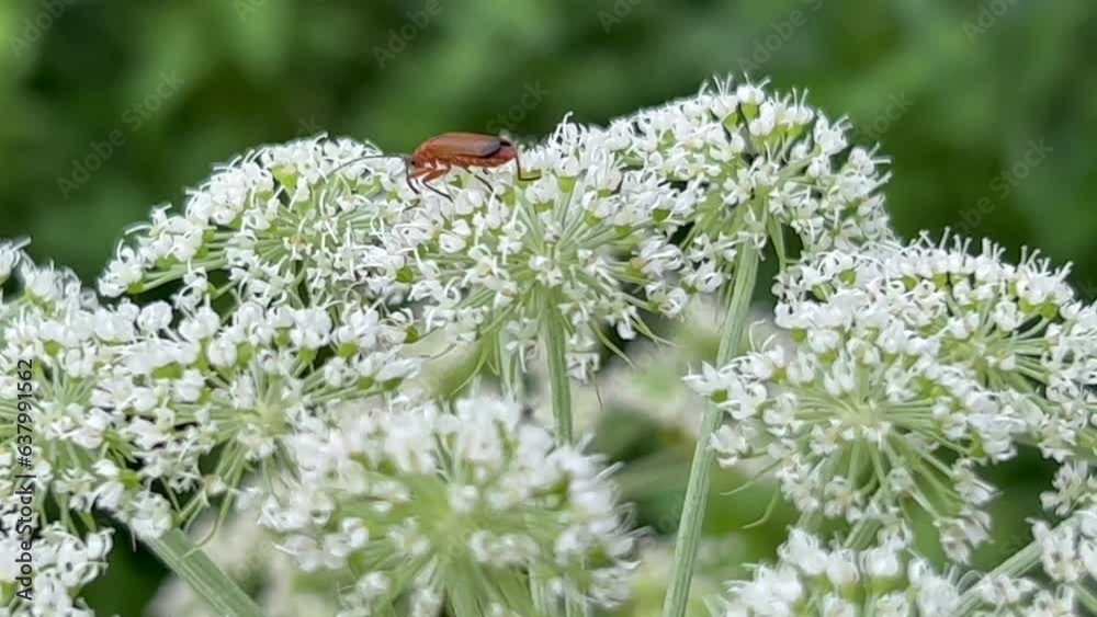 Cow parsley (Anthriscus sylvestris) with soldier beetles (Cantharidae) in Ystad, Scania, Sweden, Scandinavia, Europe Cow parsley (Anthriscus sylvestris) with soldier beetles (Cantharidae) in Ystad, Scania, Sweden, Scandinavia, Europe