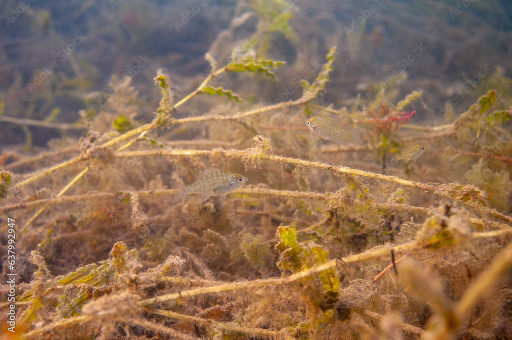 Multiple juvenile Dollar Sunfish in their natural environment in an inland lake. Multiple juvenile Dollar Sunfish in their natural environment in an inland lake.
