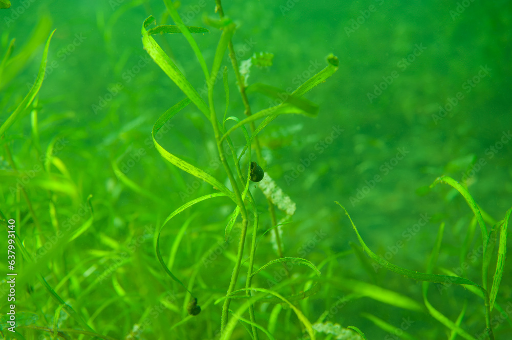Ram's Horn snail Planorbella trivolvis freshwater air-breathing snail Ram's Horn snail Planorbella trivolvis freshwater air-breathing snail