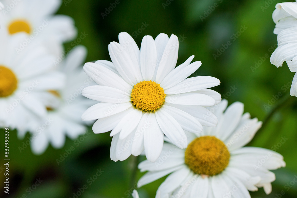 Fototapeta premium Chamomile flowers in the meadow.