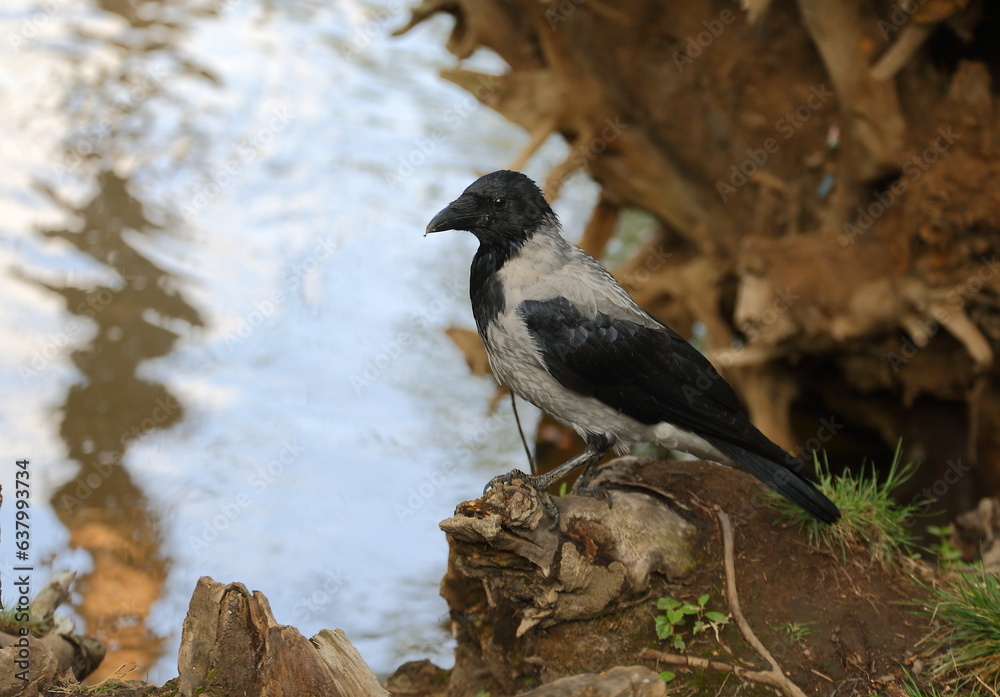 A crow is sitting on the roots of a tree on the bank of the river A crow is sitting on the roots of a tree on the bank of the river