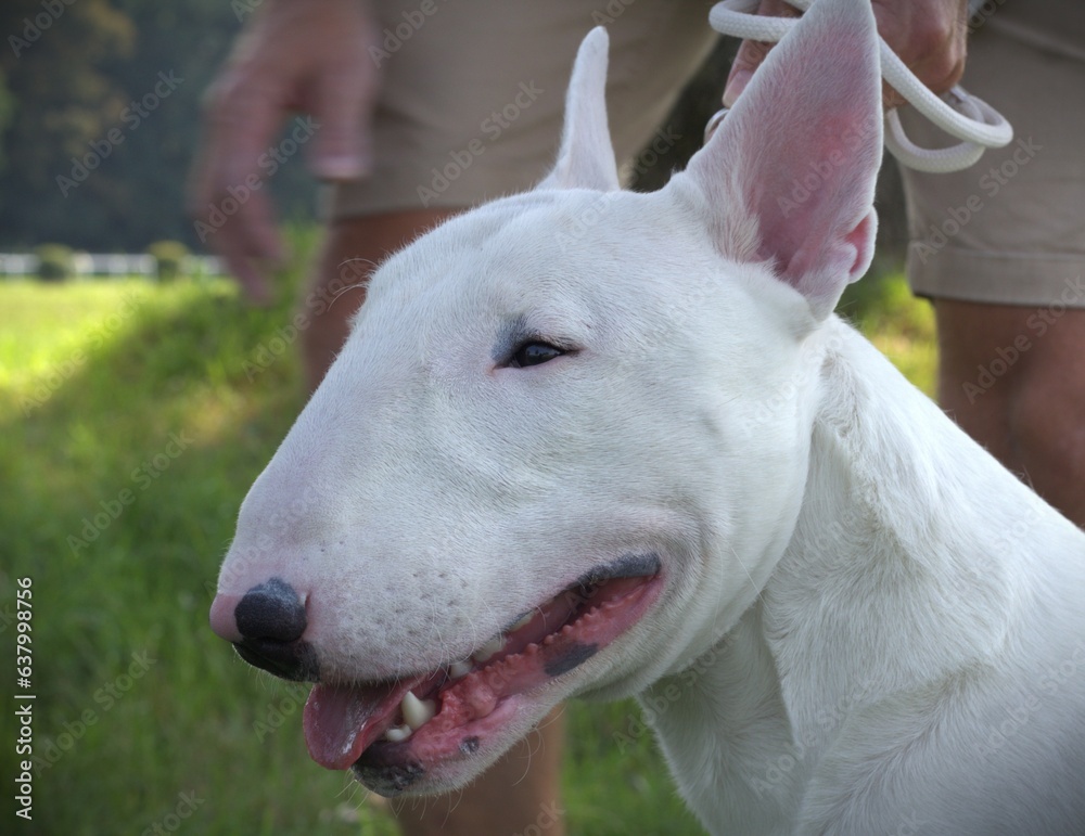 Portrait of a white English Bull Terrier