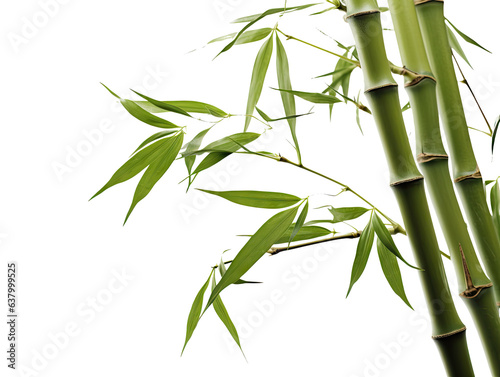 Detailed Bamboo Stalks