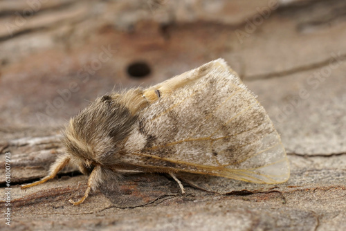 Closeup on the adult Oak Processionary Puss moth, Thaumtopoea processionea a pest species in Oak trees. photo