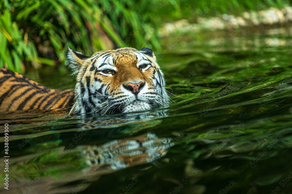 Portrait of swimming Sibirian Amur Tiger Portrait of swimming Sibirian Amur Tiger