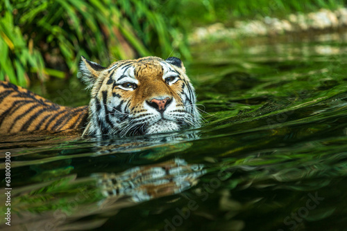 Portrait of swimming Sibirian Amur Tiger