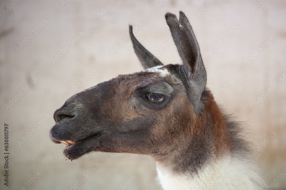 Image of a llama head on a gray blurred background