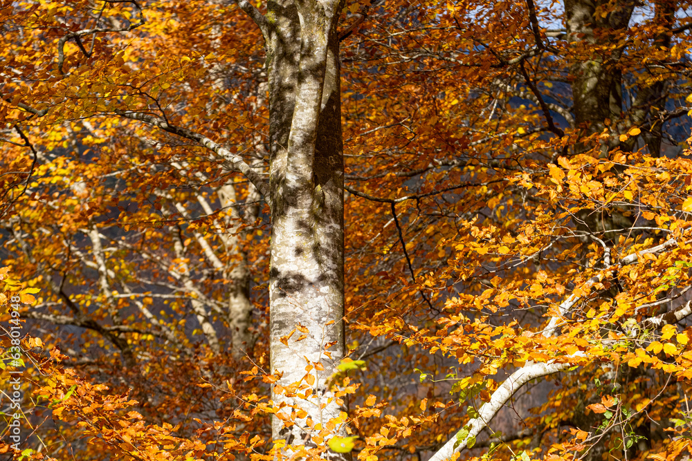The beech forest in autumn in the Grevolosa forest in the province of Girona in Catalonia Spain The beech forest in autumn in the Grevolosa forest in the province of Girona in Catalonia Spain
