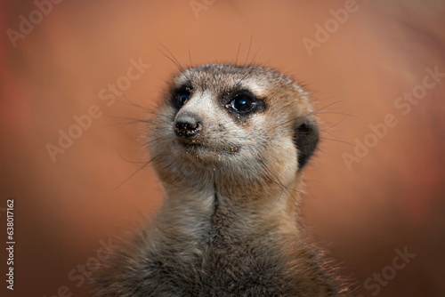 Single Meerkat with Soft Glow Background