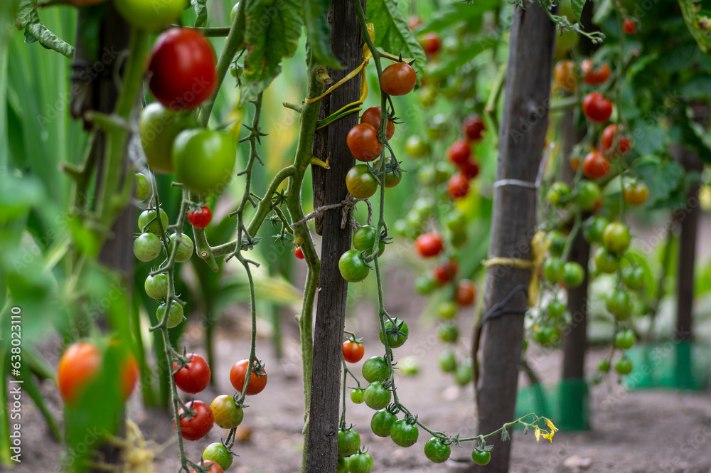 Obraz premium Red and green ripening edible tomatoes fruits hanging on tomato plant, tasty and healthy lifestyle ingredient for cooking