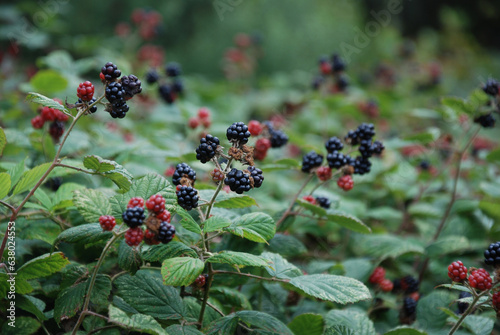Bountiful Gathering of Plump and Luscious Blackberries