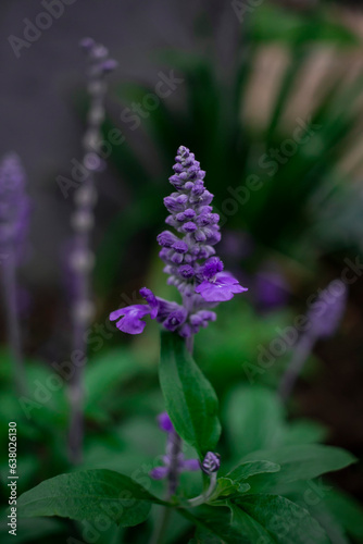 flor Salvia farinacea 