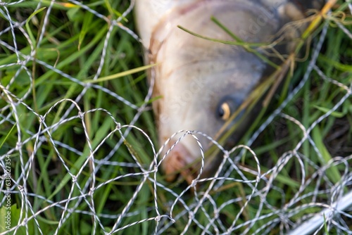 Freshly caught carp in a wet carp bed. Carp fishing. Professional fishing equipment. Sports fishing. Fish out of focus