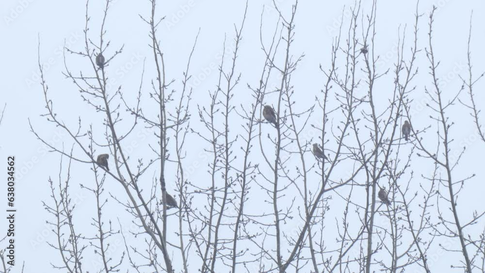 Wild brown spotted birds Fieldfare on branches in evening light rain at gloomy weather Wild brown spotted birds Fieldfare on branches in evening light rain at gloomy weather